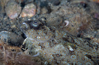 Peacock Flounder