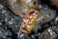 Goby