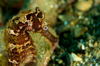 Sea Horse