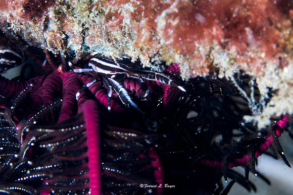 Squat Lobster