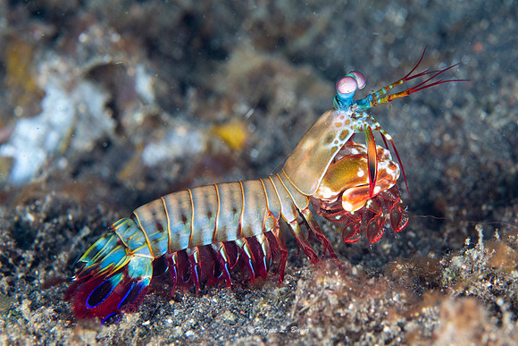 Peacock Manta Shrimp