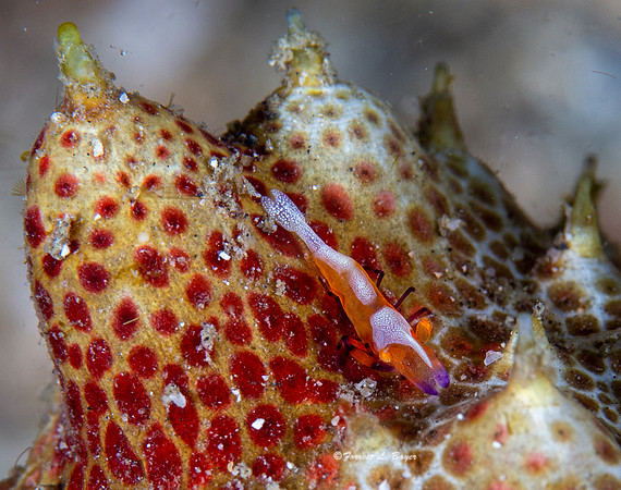 Imperial Shrimp