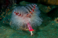 Christmas Tree Worm Pisang