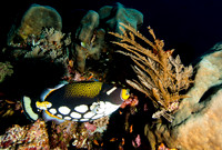 Clown trigger Fish