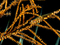 Blenny on Gorgonian