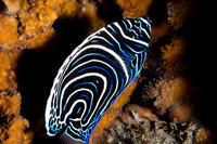 angle Fish Juvenal Emperor