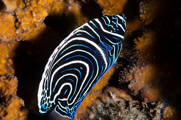 angle Fish Juvenal Emperor