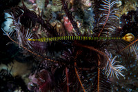 Yellow Banded Pipefish