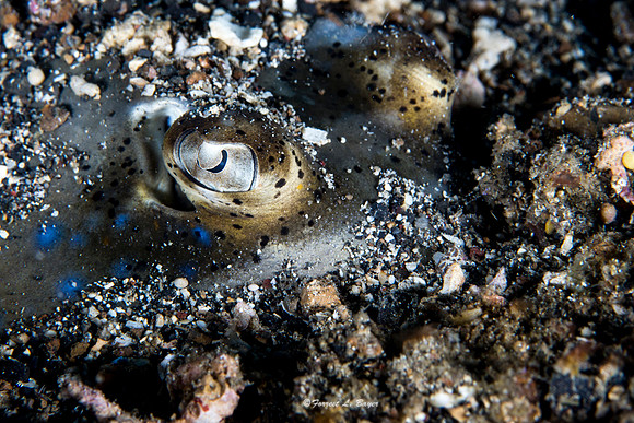 Blue Spotted Stingray