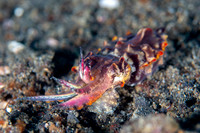 Flamboyant Cuttle Fish