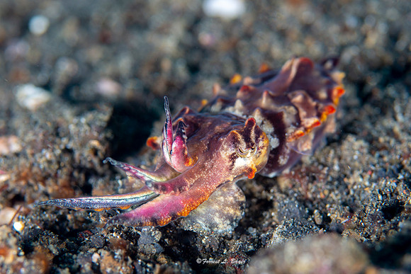 Flamboyant Cuttle Fish