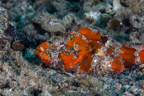 Flasher Scorpion Fish