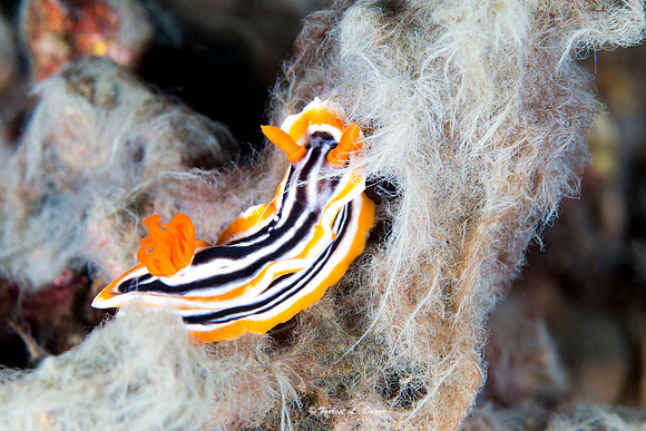 Chromodoris magnifica Nudibranch