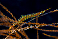 Banded Tozeuma Shrimp
