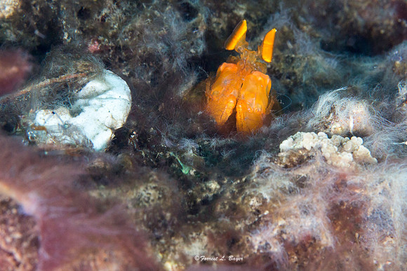 Golden Manta Shrimp