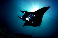 Manta Northern Raja Ampat