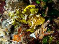 Rhinopias Scorpion Fish