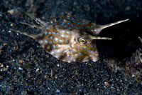 Long Horned Cow Fish