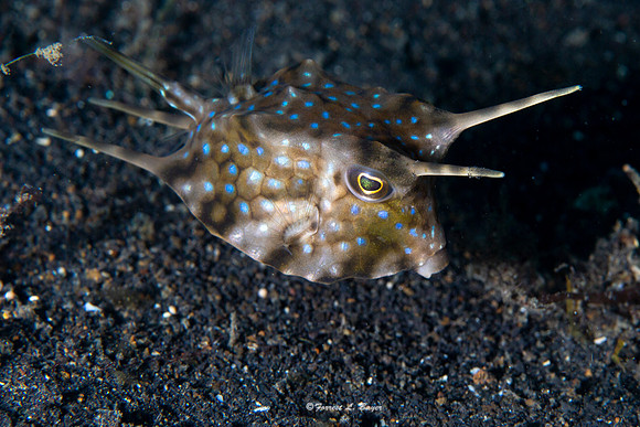 Long Horned Cow Fish