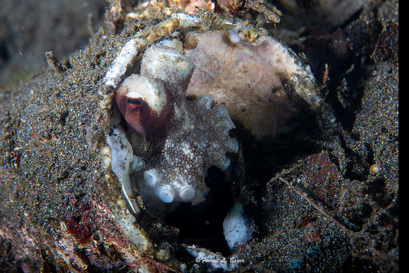 Octapus