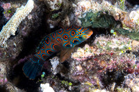 Picturesque Dragonet Fish