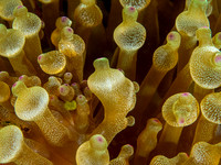 Anemone
