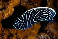 Juvenal Emperor Angel Fish