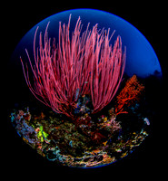Red Gregonian