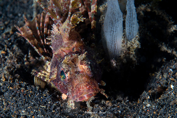 Scorpion Fish