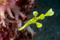 Robust Ghost Pipefish
