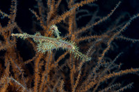 Ornate Ghost Pipefish