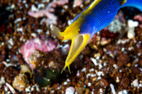Blue Ribbon Eel