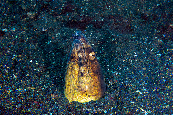 Snake Eel