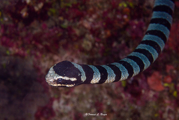 Banded Sea Snake