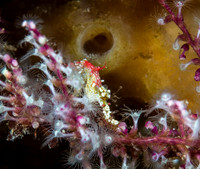 Pontoh Pygmy Seahorse