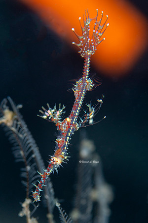 Ornate Ghost Pipefish