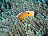 Skunk Anemone Fish