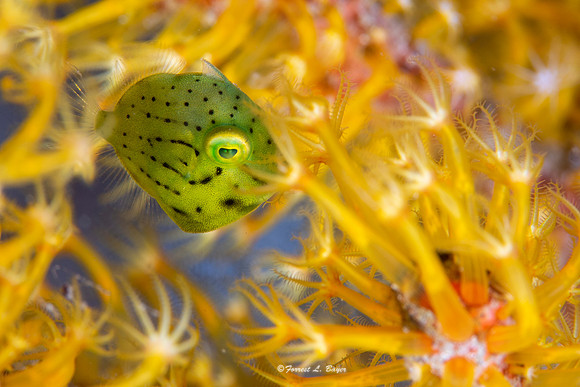 Juvenile Fish