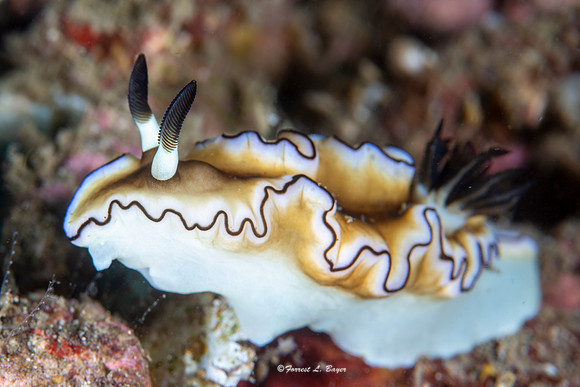 Dorismatica atromarginata Nudibranch
