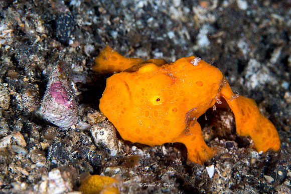 Orange Frog Fish