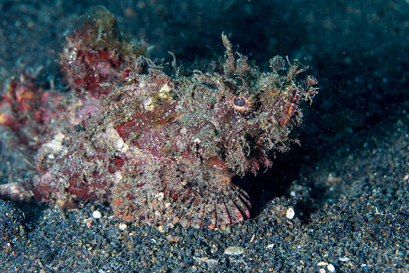Scorpion Fish