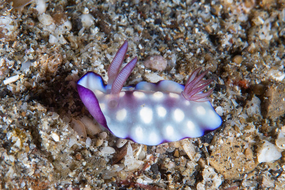 Goniobranchus hintuanensis Nudibranch