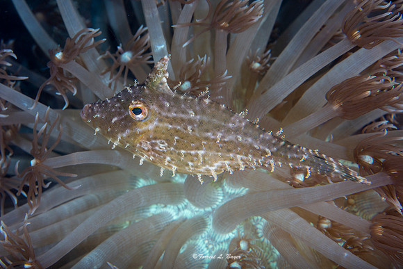 Juvenile Filefish