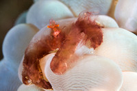 Orangutang  Crab