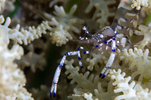 Holthuisi Commensal Shrimp