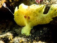Frog Fish