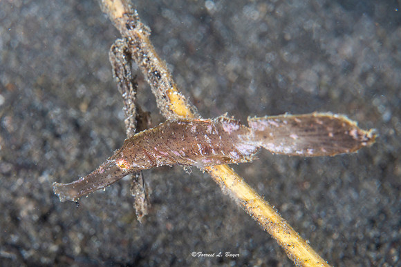 Robust Pipefish