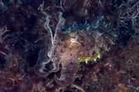 Cuttle Fish