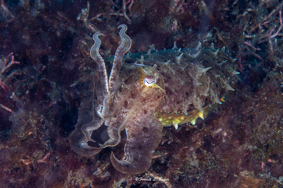 Cuttle Fish