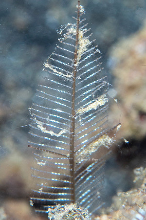Skeleton Shrimp
